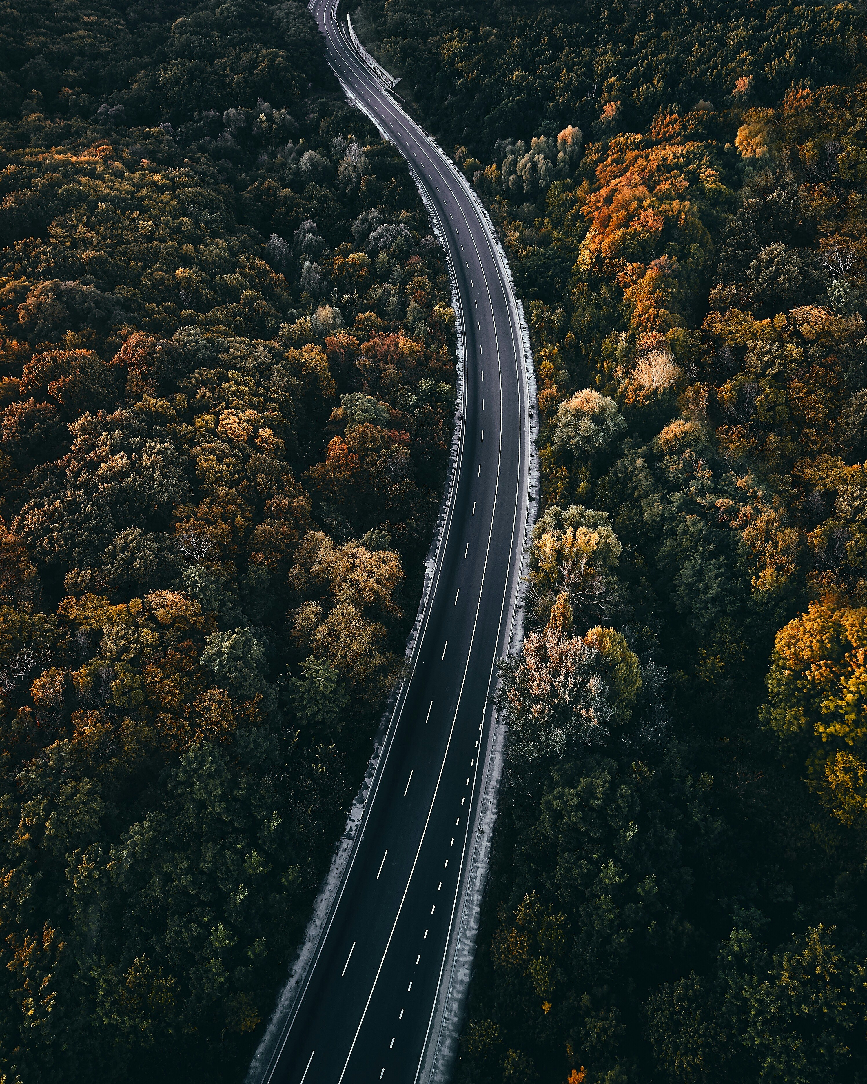 aerial photography of road between trees